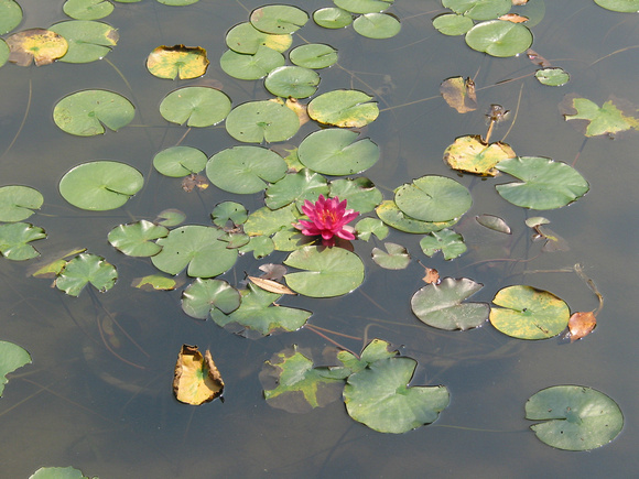Heian Shrine's Gardens