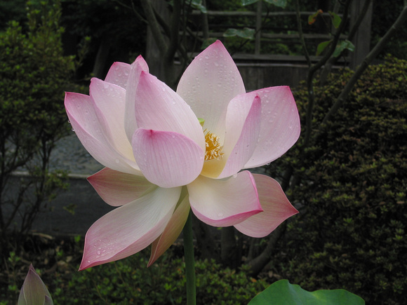 Lotos, Kenchoji Temple, Kamakura