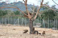 Safari Park