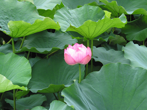Shinobazu Pond, Ueno Park