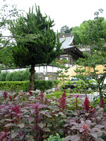 Garden of Kenchoji Temple, Kamakura