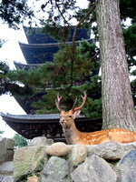Kofukuji, Nara